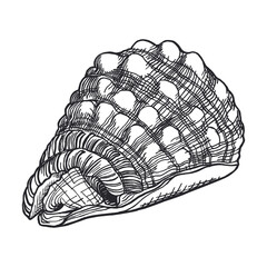 Sea shell outline hand-drawn sketch. Marine shell doodle illustration. Seashell line art drawing. Monochrome outlines isolated on white background. Wildlife sketch for posters, decoration and print.