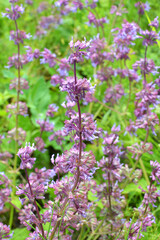 In nature, the blooms Salvia verticillata