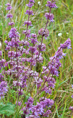 Obraz premium In nature, the blooms Salvia verticillata
