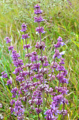 In nature, the blooms Salvia verticillata
