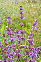 Obraz premium In nature, the blooms Salvia verticillata