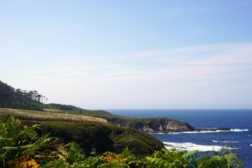 View of cliff and cornfield next to the sea.