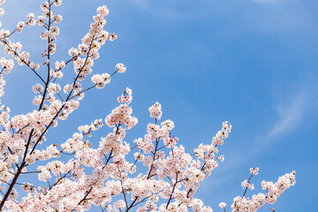Cherry blossom tree in front of blue sky