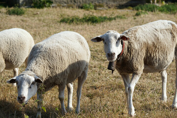 Obraz na płótnie Canvas Sheep in field in summer.