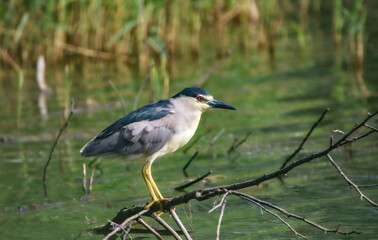 Night heron