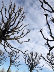 tree branches against blue sky