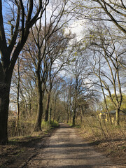 Karlshorst, Lichtenberg, Berlin, Wald, Forst, Waldweg, Prinzenviertel,