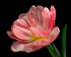 Beautiful pink-white blooming tulip with green stem and leaves isolated on black background. Close-up shot.