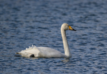 Fototapeta premium Whooper Swan