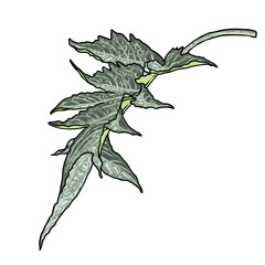 Artichoke leaves. Perennial cardoon or Cynara cardunculus, used for eating of the leaf stem. Spiny, gray green foliage evergreen. Vector.
