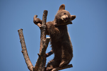 Brown Black Bear Cub Standing on a Tree Branch