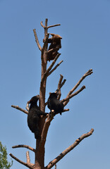 Trio of Three Baby Black Bear Cubs in a Tree