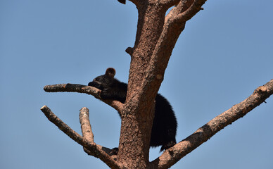 Black Bear Cub Sleeping on a Tree Branch