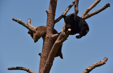 Pair of Playful Black Bear Cubs in a Tree