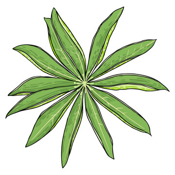 green leaves plant top view clip art preview