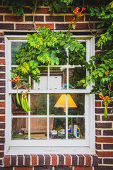 Bright orange flowering Trumpet Vine hangs over distressed painted wooden window in red variegated...