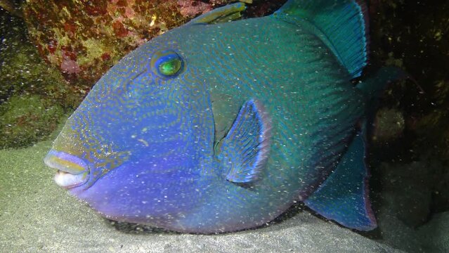 Blue triggerfish (Pseudobalistes fuscus) sleeps at night near a coral reef in the Red Sea