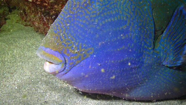Blue triggerfish (Pseudobalistes fuscus) sleeps at night near a coral reef in the Red Sea