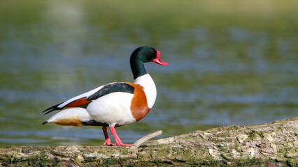 Common shelduck male
