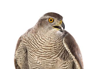 Birds of prey - Young northern goshawk