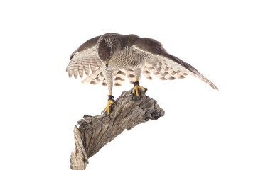 Fototapeta premium Birds of prey - Young northern goshawk