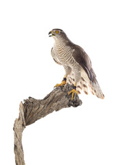 Birds of prey - Young northern goshawk