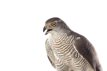 Birds of prey - Young northern goshawk