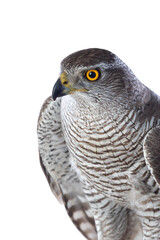 Birds of prey - Young northern goshawk