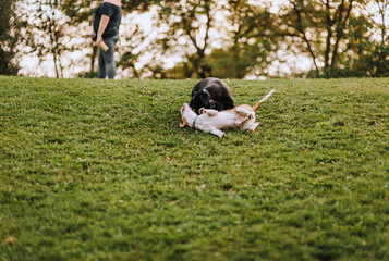 Beautiful, cheerful, playful dogs black labrador and jack russell terrier lie on the green grass in the meadow. Animal photography.