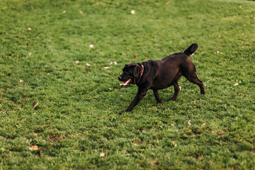 A beautiful young black dog of the Labrador breed walks through the green grass, meadow in nature.