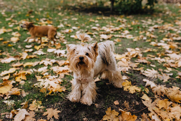 A beautiful thoroughbred dog, a long-haired Yorkshire Terrier walks in the park, in nature in...