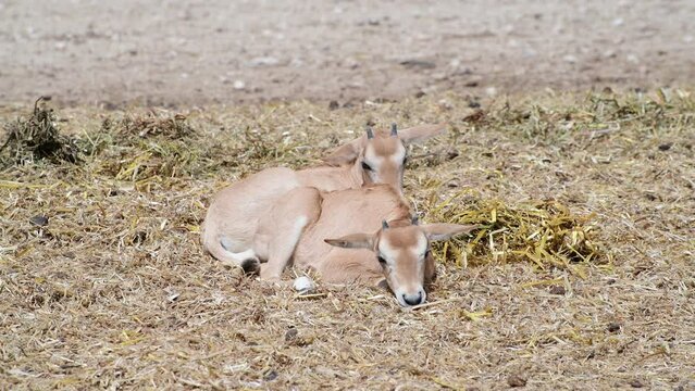 Kids or juvenile of antelope scimitar horn Oryx (Oryx leucoryx). Due to danger of extinction, the species was introduced from Sahara and adopted in nature reserves of the Middle East