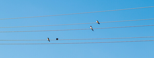 Birds sit on electric wires against the blue sky