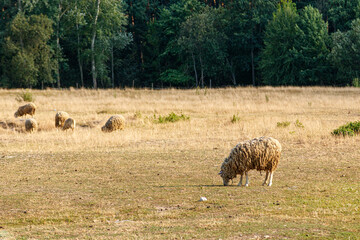 Beautiful rams graze on the farm