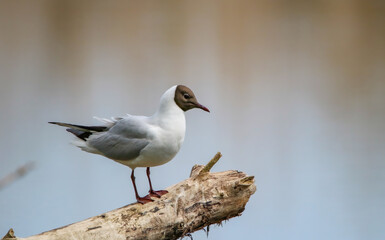 Black-headed Gull
