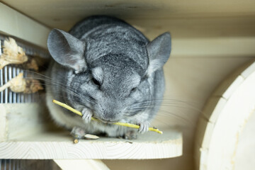 a large gray chinchilla sits in a cage and eats a herbal stick