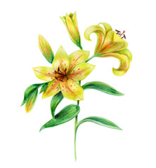 Hand drawn yellow lilies on a white background. Bouquet lily pencil drawing botanical illustration. Beautiful flowers