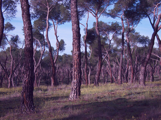 krajobraz las drzewa rośliny trawa niebo - obrazy, fototapety, plakaty