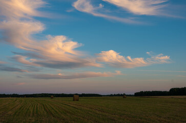 Evening on the field 