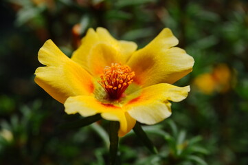 3 - Yellow flower