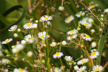 Multiple prairie fleabane flowers closeup view with selective focus on foreground