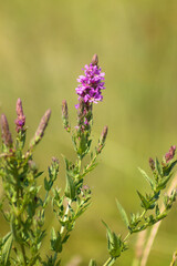 Purple loosetrife flowers closeup view with selective focus on foreground
