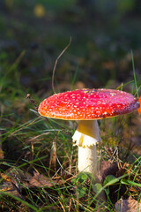 fly agaric mushroom in forest