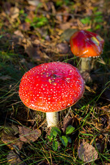 fly mushroom in forest