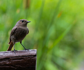 Bird 