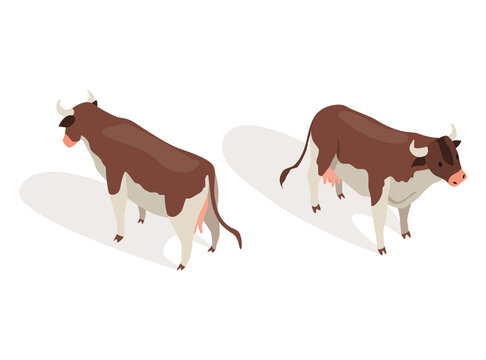 Farm animal isometric. Domestic animal in 3d flat back and front view. Cute game character of cow. Vector icon