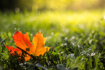 orange autumn leaf on grass. autumn concept