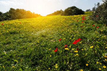 Spring landscape with wildflowers