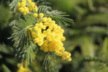 Fleurs de mimosa # 52