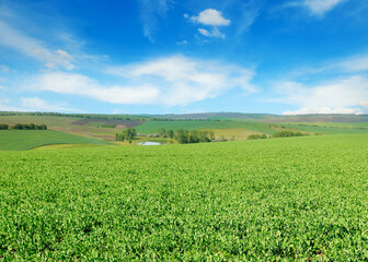Green pea field and blue sky. Agricultural landscape.